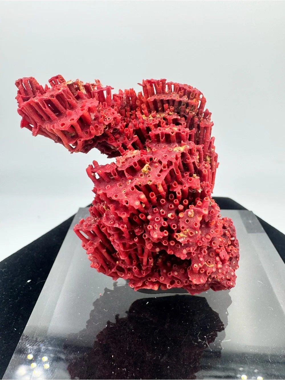 Red Pipe Organ Coral Indian Ocean